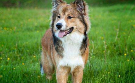 怎么喂冰岛牧羊犬吃药?这些小技巧可以试试 怎么喂冰岛牧羊犬吃药?这些小技巧可以试试