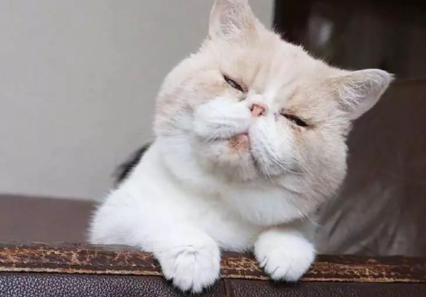 为什么猫咪越大越犯困想睡觉