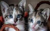 4个月大的猫怎么看公母图片