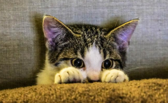 猫咪为什么这么容易害怕