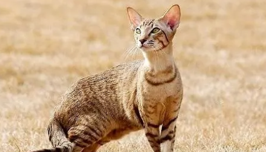 埃及猫性格特点是什么?来看看吧! 埃及猫性格特点是什么?来看看吧!