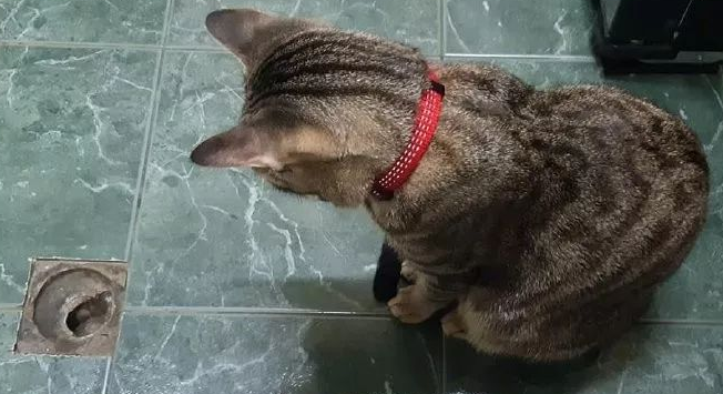 猫咪舔老鼠洞怎么回事 猫咪舔老鼠洞怎么回事