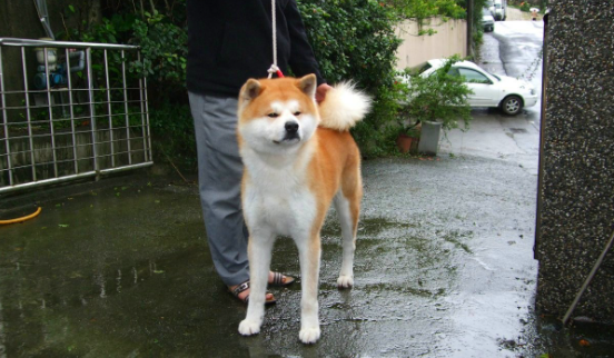 饲养科普：秋田犬可以换主人吗？