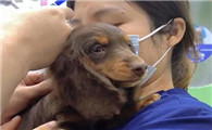腊肠犬什么时候打疫苗?一定要清楚
