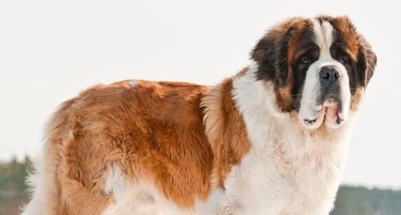 圣伯纳犬拉稀怎么办?这些解决方法要了解清楚! 圣伯纳犬拉稀怎么办?这些解决方法要了解清楚!