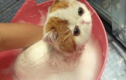 加菲猫怎么洗澡?主人要注意 加菲猫怎么洗澡?主人要注意