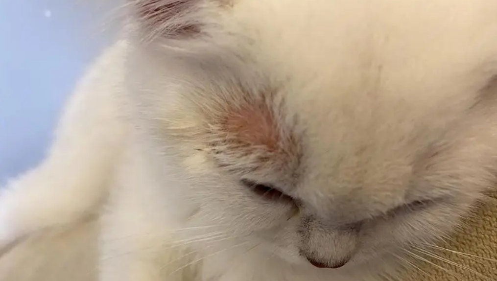 宠物猫猫癣怎么治好得快 宠物猫猫癣怎么治好得快