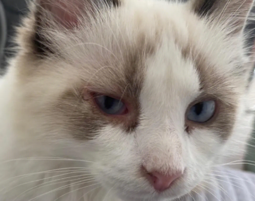 猫咪眼睛湿润怎么回事 猫咪眼睛湿润怎么回事