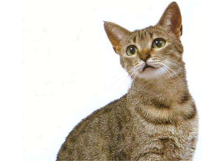 埃及猫掉毛怎么办？我来告诉你！