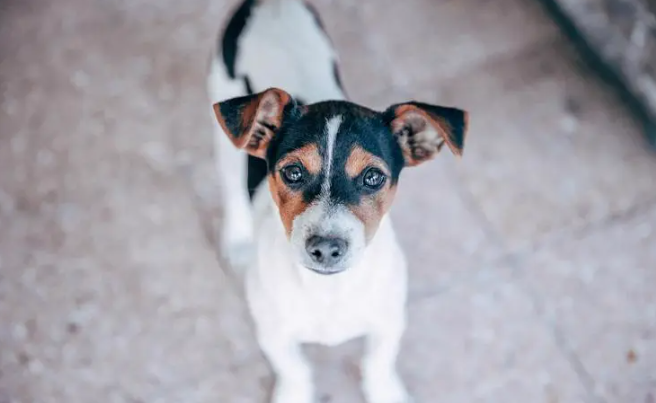 中华田园犬怎么训练好?主要看这些~ 中华田园犬怎么训练好?主要看这些~