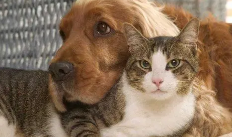 养猫养狗哪个对身体危害大 养猫养狗哪个对身体危害大