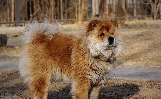 松狮犬错误行为怎么纠正？速来学习~