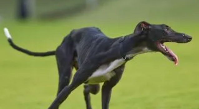 灵缇犬怎么训练？主人来学习下吧