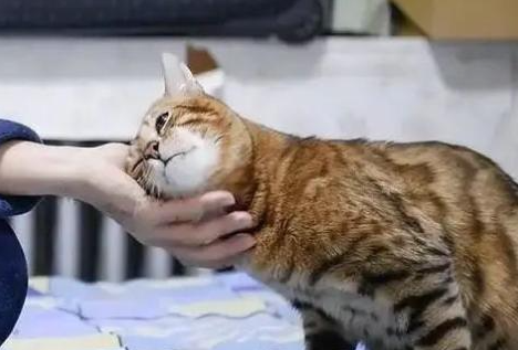 猫咪用头拱我是什么意思啊