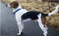 英国猎狐犬是比格犬吗？它们有什么区别？