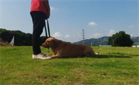 深圳有训犬学校吗