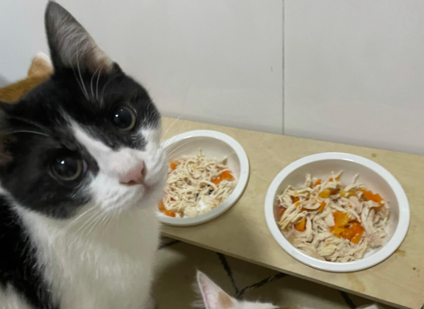 猫咪为什么断粮不吃