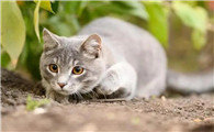 猫为什么喜欢追蝴蝶