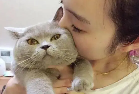 猫为什么那么粘主人