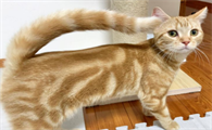 猫睡觉为什么尾巴一直摇