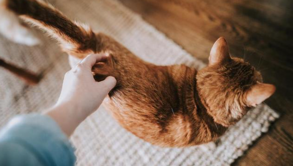 猫咪为什么记忆短促呢