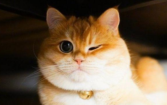 猫咪为什么老是眨眼