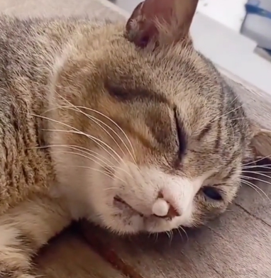 猫咪为什么呼吸会冒泡泡呢 猫咪为什么呼吸会冒泡泡呢