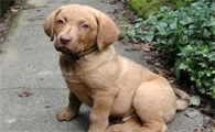 一文告诉你，乞沙比克猎犬耳朵怎么清洁？