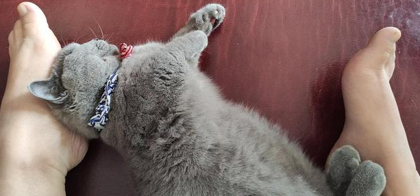 猫咪为什么在脚边转 猫咪为什么在脚边转