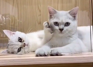 猫咪为什么蹭脸脸呢
