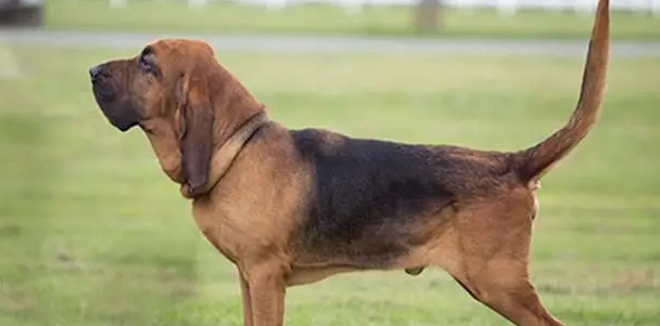 寻血猎犬的优缺点是什么? 寻血猎犬的优缺点是什么?