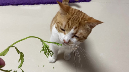 猫咪为什么会吃茼蒿