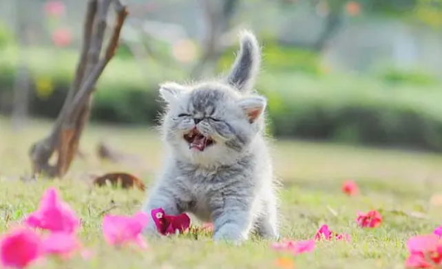 猫有领域意识吗 猫有领域意识吗