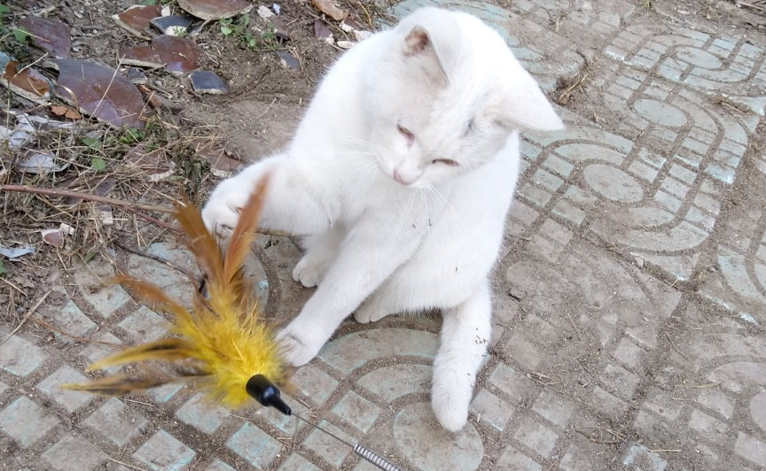 流浪猫喜欢逗猫棒吗 流浪猫喜欢逗猫棒吗