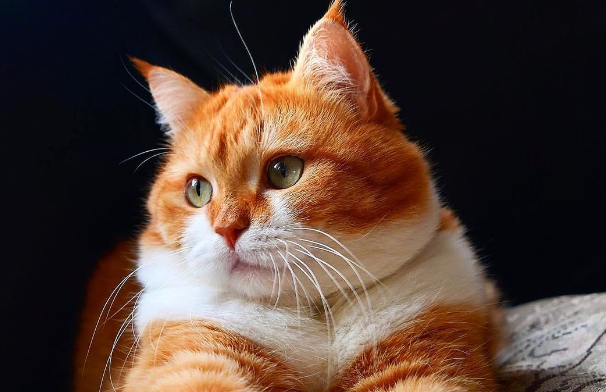 科普:橘猫可以喂人吃的饭吗? 科普:橘猫可以喂人吃的饭吗?