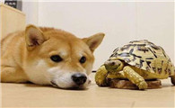 梦见乌龟和狗在一起