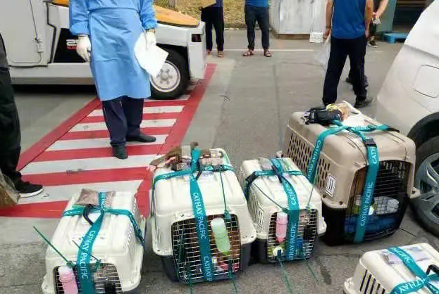 北京托运宠物大概多少钱 北京托运宠物大概多少钱