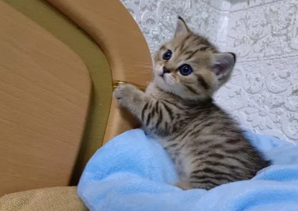 为什么虎斑猫养不胖?主人来看看吧 为什么虎斑猫养不胖?主人来看看吧