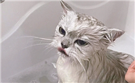 宠物猫需不需要洗澡