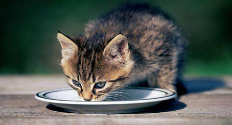 猫变的爱喝水了是怎么回事