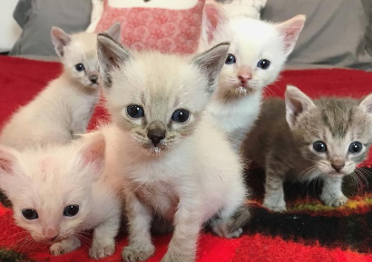 猫咪多久下一次崽