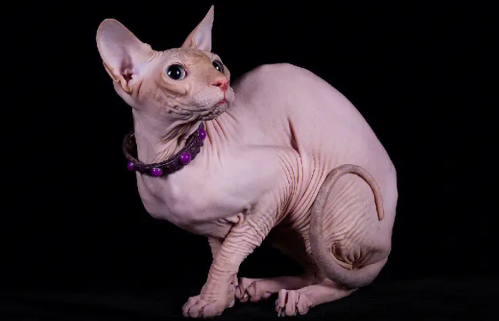斯芬克斯猫长毛了,要先找到原因! 斯芬克斯猫长毛了,要先找到原因!