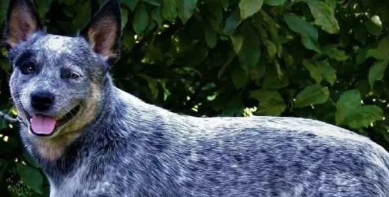 澳洲牧牛犬性格如何？来看看？