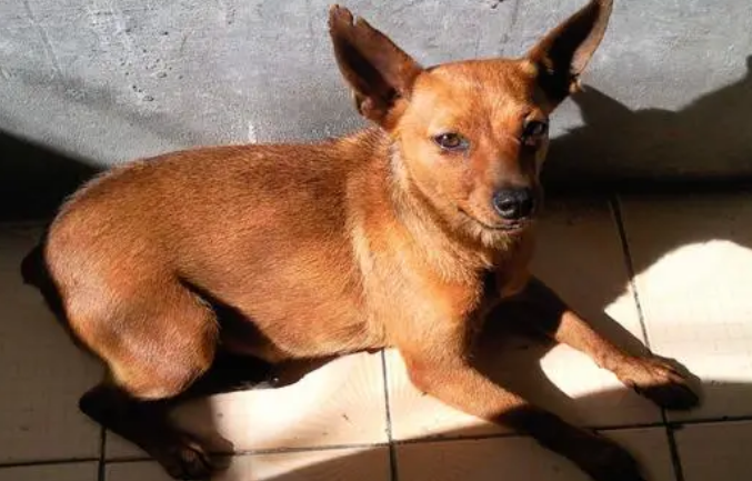 小鹿犬感冒吃什么药?什么药效果好? 小鹿犬感冒吃什么药?什么药效果好?