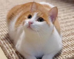 养猫须知，如何给中华田园猫洗澡？