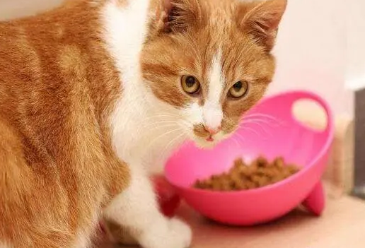 养猫需要注意些什么