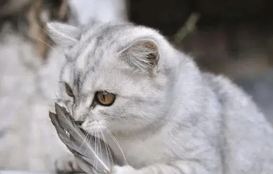 一时冲动养了猫现在后悔了