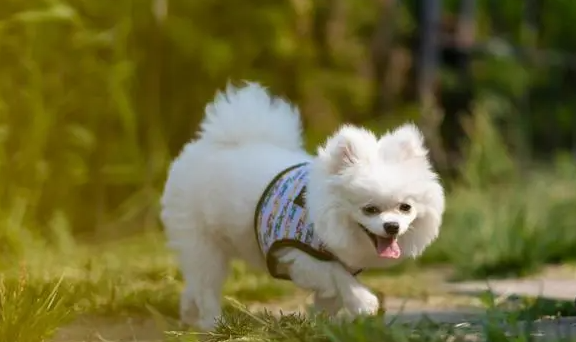 小博美不听话怎么训