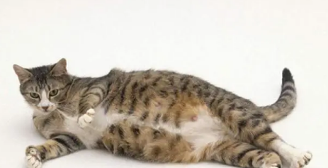 为什么怀孕猫咪不怕人呢怎么回事 为什么怀孕猫咪不怕人呢怎么回事
