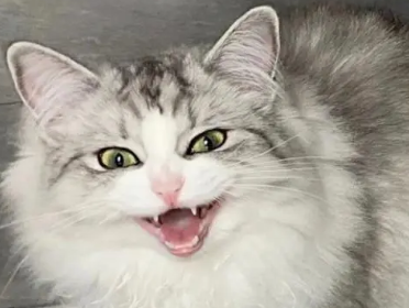 猫咪长毛为什么要凶人一下 猫咪长毛为什么要凶人一下